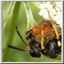 Tenthredo vespa - Blattwespe m08.jpg